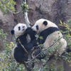 木登りも上手になった！ 双子パンダのシャオシャオとレイレイ…上野動物園 画像
