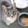 要注意！ 猫が食べると危険なものとは？ 画像
