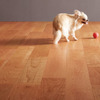 犬が滑りにくい、天然木仕上げのマンション用直貼り防音フローリング発売…朝日ウッドテック 画像