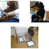 ユニ・チャーム、愛犬・愛猫と過ごす時間をより快適にする“清潔ケア”のポイントを紹介 画像