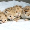スナネコの赤ちゃん4頭誕生、公開は春休み中を予定…神戸どうぶつ王国 画像