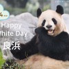 お母さんパンダ良浜にホワイトデーのプレゼント、3月14日ライブ配信…アドベンチャーワールド 画像