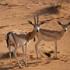 エミレーツ航空、ドバイ砂漠保護地区における砂漠生態系の回復と保全活動を支援 画像