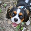愛犬との生活で気をつけたいこと vol.2…よりペットに優しい社会の実現を目指して 画像