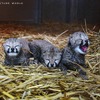 チーターの赤ちゃん3頭が誕生、昨年に続く出産…アドベンチャーワールド 画像