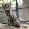 国内初のツシマヤマネコの人工授精に遺伝子検査で協力…アニコム 画像