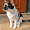 障害を持つ猫の魅力伝える「オンリーにゃんず写真展」、名古屋で開催…4月2日～14日 画像