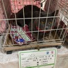 「シマホペットチャリティー」保護動物譲渡会の開催店舗を拡大…島忠 画像
