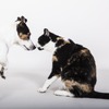 ペットメディカルサポート、ペットの誤飲に関する調査を実施 画像