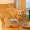 動物病院で保護猫と触れ合う…ネコリパブリックのユニークな取り組み 画像