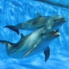 鴨川シーワールド、特別レクチャー「イルカの飼育について」を開催…4月17日・19日 画像