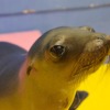 伊勢シーパラダイス、カリフォルニアアシカとトドの赤ちゃんの名前を募集…5月20日まで 画像
