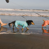 犬専門ブランド「WANDAWAY」、 運営を公式オンラインショップへ完全移行 画像