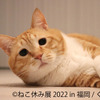 「ねこ休み展」の新作展が福岡で開催…5月21日～6月19日 画像