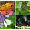 「バタフライガーデン 蝶があつまる草花」、板橋区立熱帯環境植物館にて開催…5月8日まで 画像
