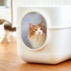 特大サイズのフード付き猫トイレ「ギガトレー」発売…オーエフティー 画像