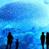 2万5000尾のイワシが生み出す“壮大な海の物語”がリニューアル…仙台うみの杜水族館 画像