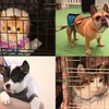 殺処分をなくすカギは“適正飼養”…パナソニックが保護犬猫 約350頭の譲渡会を開催 画像