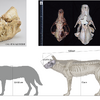 絶滅したニホンオオカミの起源を解明…山梨大、国立科学博物館らの研究グループ 画像