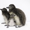 マゼランペンギンの赤ちゃんが誕生、3羽すくすく育つ…すみだ水族館 画像