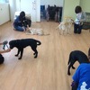 介助犬について知ることができるオンラインセミナーを初開催…日本介助犬協会 画像