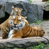 【アメリカの動物愛護事情】ライオンやトラなど、「ビッグキャット」の虐待防止法の成立を目指す 画像