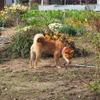 【柴犬キュウの物語 vol.1】ある日庭に現れた野良犬がうちの子になるまで 画像