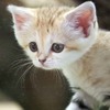 那須どうぶつ王国、スナネコの赤ちゃんを一般公開…6月13日から、名前の募集も 画像