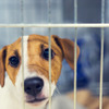ウクライナ避難犬の対応と現況…安全で効果的な狂犬病対策とは 画像