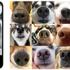犬の「鼻紋」をAIが解析して個体識別、新型アプリがリリース 画像