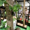 「大昆虫展in東京スカイツリータウン」開催…7月23日～9月4日 画像