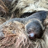 フタユビナマケモノの赤ちゃんが誕生、お母さんにしがみついてすくすく成長…伊豆シャボテン動物公園 画像