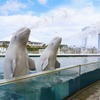 横浜・八景島シーパラダイス、「サマースプラッシュフェス」を開催…7月16日～8月31日 画像