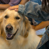 犬との触れ合いから学ぶ思いやりの気持ち…「こども笑顔のラインプロジェクト」 画像