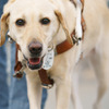 “アイメイト”に込められた意味や盲導犬たちの写真を公式HPで紹介…アイメイト協会 画像
