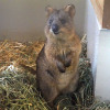埼玉県こども動物自然公園、クオッカを7月1日から公開…観覧はチケット制 画像