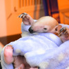 伊豆シャボテン動物公園、ミナミコアリクイの赤ちゃん誕生 画像