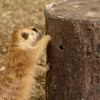 シンシナティ動物園、3Dプリンターを活用してミーアキャットらに野生の食事環境を提供 画像