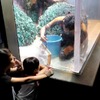 サンシャイン水族館、水槽の水を全部抜き大掃除をする「水槽ピカピカ大作戦！」を実施…7月13日・15日～17日 画像