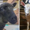信州塩尻農業公園チロルの森、6月に生まれた赤ちゃん羊2頭の名前が決定 画像