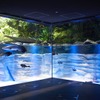 最新展示技術を駆使した「カワスイ 川崎水族館」オープン…7月17日12時 画像