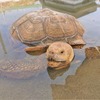 滋賀農業公園ブルーメの丘、みさき公園で飼育されていたケヅメリクガメが仲間入り 画像