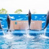 仙台うみの杜水族館、夏のスペシャルイベント「うみの杜サマー’20」を開催…7月23日～8月23日 画像