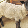 那須りんどう湖レイクビュー、新たに「サフォーク種」の羊とのふれあいや展示を開始…7月23日から 画像