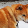 【柴犬キュウの物語 vol.3】お散歩大好き！ 他の動物たちにも興味津々 画像