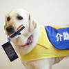 【働く犬たち】盲導犬、介助犬、聴導犬に関する「身体障害者補助犬法」とは？ 画像