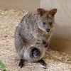 クオッカの赤ちゃんが誕生、飼育員「優しく見守って」…埼玉県こども動物自然公園 画像
