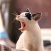 猫の嘔吐にはどんな原因がある？ 予防策や対処法も紹介 画像