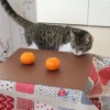 猫専用こたつ付きみかん「猫と、こたつと、思い出みかん」が2020年度の予約受付開始 画像