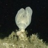 相模湾で79年ぶりに「コトクラゲ」を採取…新江ノ島水族館にて展示 画像